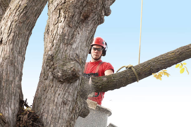 How Our Tree Care Process Works  in  Norwood, OK